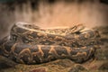 Python snake Royalty Free Stock Photo