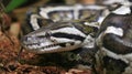 Python snake head close-up on forest. Royalty Free Stock Photo