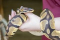 Python Snake In Its Handler`s Hand