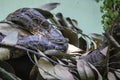 Python snake in nature, close up. Details of an Indian python Royalty Free Stock Photo
