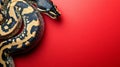 Python Snake on Red Background Displaying Scales and Pattern Royalty Free Stock Photo