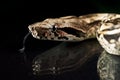 Python snake reptile close-up macro portrait on black