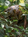 python snake rest and coiled between tree branch and leaves Royalty Free Stock Photo