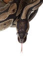 Python snake showing forked tongue closeup