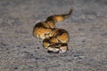 A python snake on sideway road.