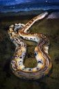 Python snake skin