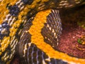 Python snake skin and flakes close up macro.