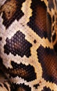 python snake skin and scales pattern Royalty Free Stock Photo