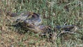 A python snake sneaks in the grass in Tanzania, Serengeti. Pythonidae.