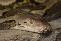 Python snake watching Royalty Free Stock Photo