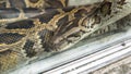 python in terrarium close-up. nVietnamese Ho Chi Minh Zoo Royalty Free Stock Photo