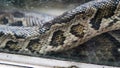 python in terrarium close-up. nVietnamese Ho Chi Minh Zoo Royalty Free Stock Photo