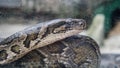 python in terrarium close-up. nVietnamese Ho Chi Minh Zoo Royalty Free Stock Photo