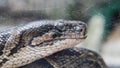 python in terrarium close-up. nVietnamese Ho Chi Minh Zoo Royalty Free Stock Photo