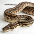 python in Transparent Background Closeup of a Boa Constrictor Showing Detailed Scales and Pattern Royalty Free Stock Photo