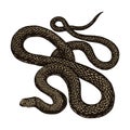 Python in Vintage style on a black background. Serpent or poisonous viper snake. Engraved hand drawn old reptile sketch