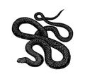 Python in Vintage style. Serpent or poisonous viper snake. Engraved hand drawn old reptile sketch for Tattoo, sticker or Royalty Free Stock Photo