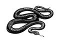 Python In Vintage Style. Serpent Or Poisonous Viper Snake. Engraved Hand Drawn Old Reptile Sketch For Tattoo, Sticker Or