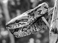 Python Wrapped Around Tree Branch Royalty Free Stock Photo