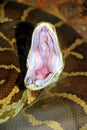 Python yawning Royalty Free Stock Photo