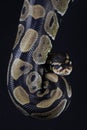 Pythonball snake