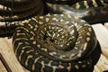 The Pythonidae, commonly known simply as pythons