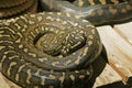 The Pythonidae, commonly known simply as pythons