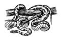 Pythonidae or python. Boinae or boas or boids. Nonvenomous snake Reptilia illustration. Engraved hand drawn in old