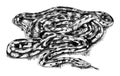 Pythonidae or python. Boinae or boas or boids. Nonvenomous snake Reptilia illustration. Engraved hand drawn in old