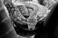 Pythonidae Python Snake Royalty Free Stock Photo