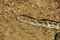 Pythonidae or python snake