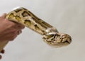 Pythoninae Royalty Free Stock Photo