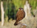 PÃÂ¡jaro parado en un poste con el fondo desenfocado