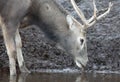 PÃÂ¨re David's Deer or Milu (Elaphurus davidianus