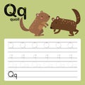 Q, quoll, Alphabet tracing worksheet for preschool and kindergarten to improve basic writing skills, vector, illustration