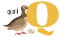 Q word symbol. Alphabet card with cartoon quail