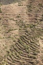 Qat farming in Ethiopia