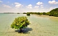 Qatar Mangroves Arabian Peninsula/ Persian Gulf