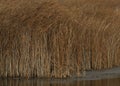 Closeup of some tall golden grass Royalty Free Stock Photo