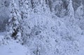 Tree branches ladden with snow, Fairbanks, Alaska