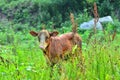 Qinchuan cattle,,China Royalty Free Stock Photo