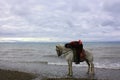 : A Tibetan man riding his white horse by the shore of Qinghai lake