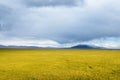 Qinghai grassland scenery