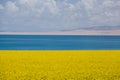 Qinghai Lake and Flower Royalty Free Stock Photo