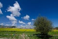 Qinghai Lake and Flower Royalty Free Stock Photo