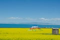 Qinghai Lake and Flower Royalty Free Stock Photo