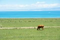 Qinghai Lake scenery Royalty Free Stock Photo