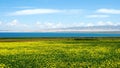 Qinghai Lake and Yellow Flowers Royalty Free Stock Photo