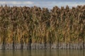 Closeup of a stand of phragmites at the edge of a pond Royalty Free Stock Photo