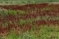 Interesting mixture of vegetation in a fallow field